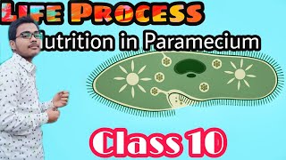 Life Process  Nutrition in Paramecium  Class 10 Biology [upl. by Onivla995]