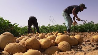 Le Sahara algérien véritable pôle agricole international [upl. by Ramal]