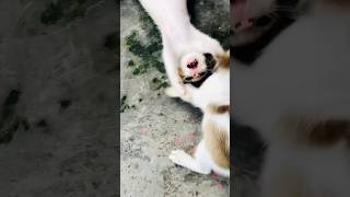 kitten plying trending cat kitten cute catlover youtubeshorts shorts play [upl. by Laughry]