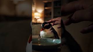 My thirsty little penguimn 😍❤️🐧 penguin cute cuteanimals animals pet pets shorts [upl. by Gensmer]