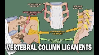 VERTEBRAL COLUMN ANATOMY 22  Ligaments and the Spinal Cord [upl. by Nerdna]