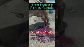 Mastitis l dr Umar khan [upl. by Harbot303]