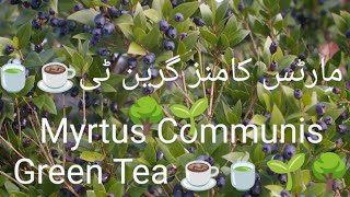 Myrtus Communis Green Tea 🌳🌱☕🍵☕🍵☕🍵مارٹس کامنز گرین ٹی☕🍵🌱🌳 [upl. by Aicilav979]