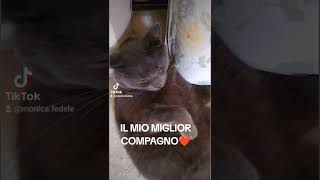 Mirtillo ❤️ cat catlover [upl. by Cariotta]