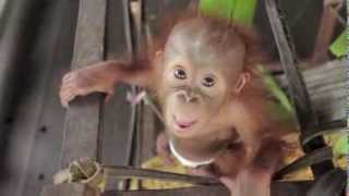 Baby Orangutan Rickina [upl. by Brahear814]