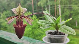 Paphiopedilum purpuratum [upl. by Savdeep]