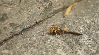 Wasp vs Dragonfly [upl. by Kelsi]