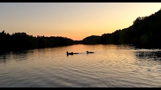 Cuyuna Lakes Paddleboarding with Loons [upl. by Alur]