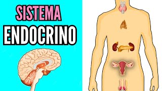 🧶 SISTEMA ENDOCRINO 💊 sus partes glándulas hormonas funcionamiento biología fácil para niños [upl. by Dnaltiak753]