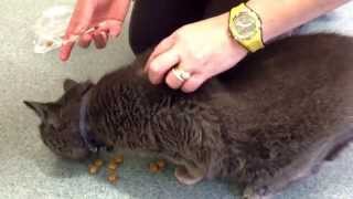 How to give an insulin injection to a diabetic cat PART TWO Owner [upl. by Orferd]