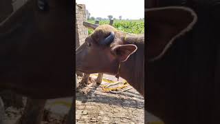 watch pure neeli Ravi buffalo for sale in Punjab Pakistan 23102024 on YouTube [upl. by Routh]