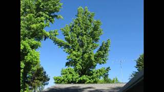 Watching a Liquid Amber Liquidambar tree for a year [upl. by Northey94]