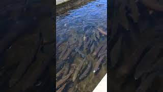 Visiting Trophy Trout Farm [upl. by Verina]