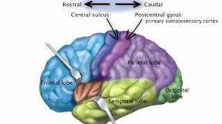 Chapter 14 Somatosensory Pathway [upl. by Losse]