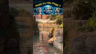 O Gatinho Pescador Você Não Vai Acreditar no Que Acontece [upl. by Greggory]