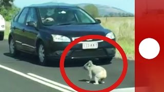 Cheeky koala holds up traffic on Australia highway [upl. by Siladnerb349]