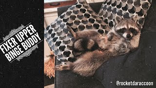 Pet raccoon watching tv 😂 [upl. by Notyalc]