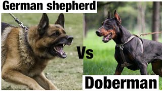 Doberman vs German shepherd 😱 shorts viral [upl. by Suilenrac]