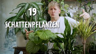 TOP 19 Zimmerpflanzen für DUNKLE Standorte 🌥 [upl. by Froehlich155]