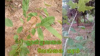 வேங்கை மரம் தரும் வெகுமதிPterocarpus marsupium [upl. by Llert494]