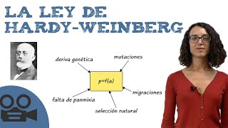 La ley de HardyWeinberg [upl. by Sello]