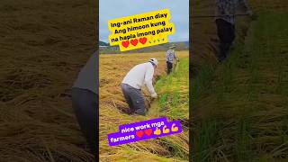 GANITO PALA ANG GAWIN PAG NATUMBA ANG PALAYO 🙏🙏👍♥️❤️youtubeshorts farmers [upl. by Zelma]