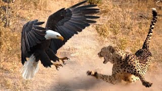 The Most Amazing Eagle Attacks Ever Caught on Camera [upl. by Meid500]