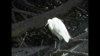 The Little Egret Egretta garzetta [upl. by Sesylu837]