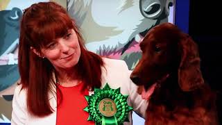 Crufts 2020  Irish Setters UK amp Ireland Website [upl. by Aynav]