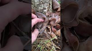 Wild giant jelly ear mushrooms [upl. by Morganne]