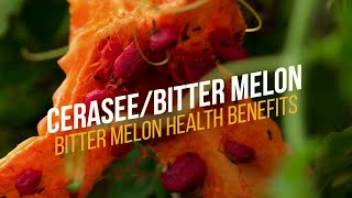 Bitter Melon Health Benefits Wash Out Cerasee Tea [upl. by Ellezig122]