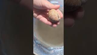 Busy Bivalves  Padre Island Life Shorts LearnwithUs STEAMfamilyfun Bivalve Clam [upl. by Yoo]