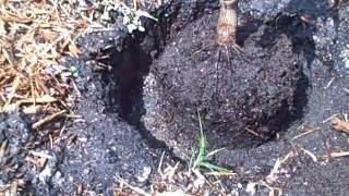 How to plant a Mango Tree in the ground [upl. by Nomrac]