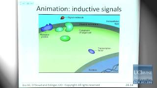 Bio Sci 93 DNA to Organisms Lec 24 Genetic Basis of Development [upl. by Anaejer803]