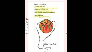 Animal kingdom phylum porifera to platyhelminthes neetmedicalcollegetrendingnta [upl. by Aihpos391]