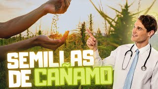 7 Beneficios de las semillas de cáñamo [upl. by Orsino]