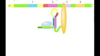 Trp operon regulation by attenuationAnimation [upl. by Irwin]