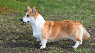 Introducing Your Cardigan Welsh Corgi to Other Dogs [upl. by Acenom]