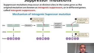 ASHISH SHARMACategories of mutations part 2 for Msc semIII [upl. by Ninel]