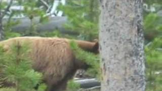 Bear eating Elk Calf Alive in Yellowstone Park [upl. by Remmer295]