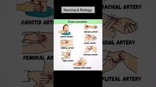 7 Pulse locations in human body pulse nurse dr anesthetic anatomy arteries [upl. by Delinda]