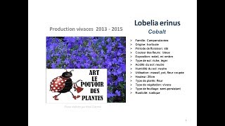 Jardinage Lobelia erinus cobalt Plante vivace [upl. by Sousa]