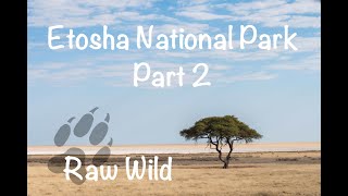 Etosha National Park Part 2  Raw Wild [upl. by Dannon981]