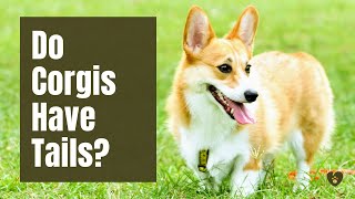 🐾 Do Corgis Have Tails  PetTube [upl. by Zeb]