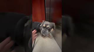 Volt⚡️at work dog bulldog frenchbulldog fyp frenchies animals pets cute [upl. by Curcio]