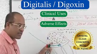 Digitalis  Digoxin Clinical Uses and Adverse Effects [upl. by Salem838]