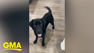 Black Labrador has cutest reaction when told hes going to see grandparents [upl. by Burkle819]