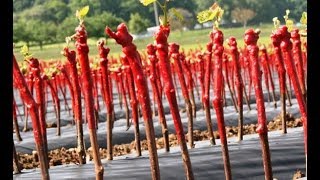 Viticulture production de barbus plants de vigne résistant au Phylloxera [upl. by Olive967]