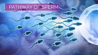 Pathway of Sperm  Male Reproductive System [upl. by Waldron]