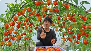 Wish I knew this method of growing tomatoes sooner Many large and succulent fruits [upl. by Behlau962]